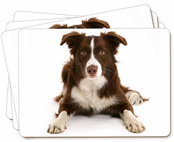 Liver and White Border Collie Picture Placemats in Gift Box