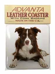 Liver and White Border Collie Single Leather Photo Coaster