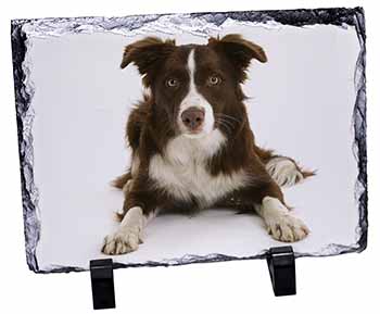 Liver and White Border Collie, Stunning Photo Slate