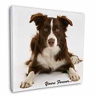 Liver and White Border Collie "Yours Forever..." Square Canvas 12"x12" Wall Art 