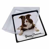 4x Liver and White Border Collie "Yours Forever..." Picture Table Coasters Set i