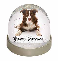 Liver and White Border Collie "Yours Forever..." Snow Globe Photo Waterball