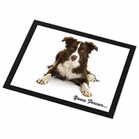 Liver and White Border Collie "Yours Forever..." Black Rim High Quality Glass Pl
