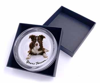 Liver and White Border Collie "Yours Forever..." Glass Paperweight in Gift Box