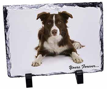 Liver and White Border Collie "Yours Forever...", Stunning Photo Slate