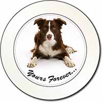 Liver and White Border Collie "Yours Forever..." Car or Van Permit Holder/Tax Di