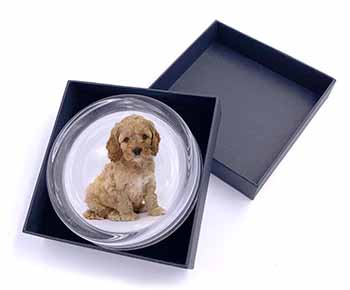 Cockerpoodle Glass Paperweight in Gift Box