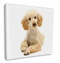 Apricot Poodle Square Canvas 12"x12" Wall Art Picture Print