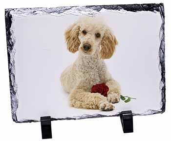 Poodle with Red Rose, Stunning Photo Slate