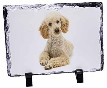 Apricot Poodle, Stunning Photo Slate