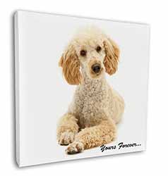 Apricot Poodle "Yours Forever..." Square Canvas 12"x12" Wall Art Picture Print