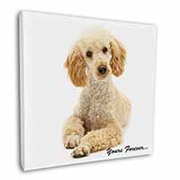 Apricot Poodle "Yours Forever..." Square Canvas 12"x12" Wall Art Picture Print