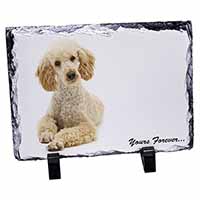 Apricot Poodle "Yours Forever...", Stunning Animal Photo Slate