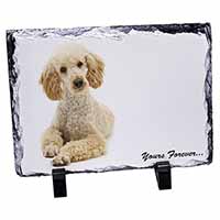 Apricot Poodle "Yours Forever...", Stunning Photo Slate