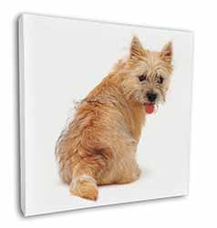 Cairn Terrier Dog Square Canvas 12"x12" Wall Art Picture Print