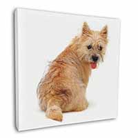 Cairn Terrier Dog Square Canvas 12"x12" Wall Art Picture Print