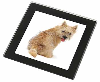 Cairn Terrier Dog Black Rim High Quality Glass Coaster