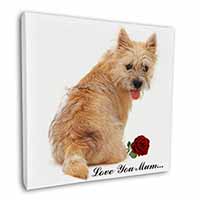 Cairn Terrier+Rose 