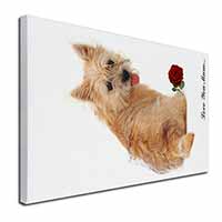 Cairn Terrier+Rose 