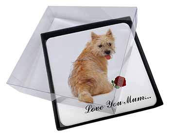 4x Cairn Terrier+Rose 