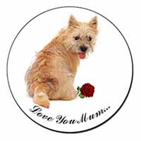 Cairn Terrier+Rose 