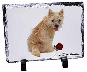 Cairn Terrier+Rose 