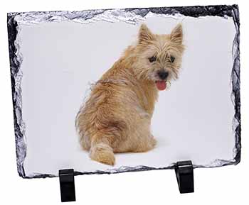 Cairn Terrier Dog, Stunning Photo Slate