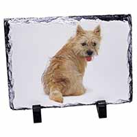 Cairn Terrier Dog, Stunning Photo Slate