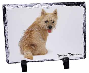 Cairn Terrier Dog "Yours Forever...", Stunning Photo Slate