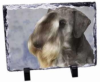 Cesky Terrier Dog, Stunning Photo Slate