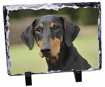 Doberman Pinscher, Stunning Photo Slate