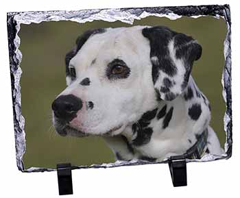 Dalmatian Dog, Stunning Photo Slate