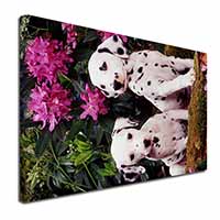 Dalmatian Canvas X-Large 30"x20" Wall Art Print