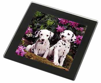 Dalmatian Black Rim High Quality Glass Coaster