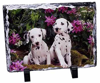 Dalmatian, Stunning Photo Slate