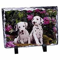 Dalmatian, Stunning Photo Slate