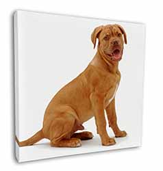 Dogue De Bordeaux Dog Square Canvas 12"x12" Wall Art Picture Print