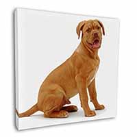 Dogue De Bordeaux Dog Square Canvas 12"x12" Wall Art Picture Print