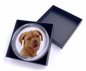 Dogue De Bordeaux Dog Glass Paperweight in Gift Box