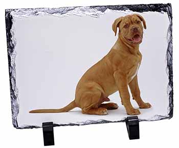 Dogue De Bordeaux Dog, Stunning Photo Slate