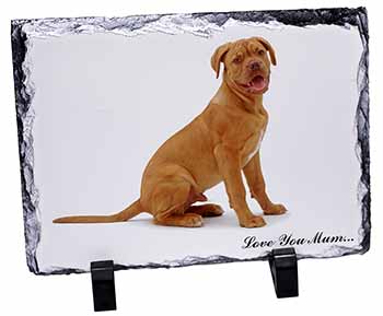 Dogue De Bordeaux 