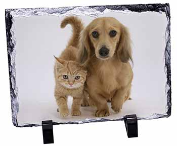Dachshund Dog and Kitten, Stunning Photo Slate