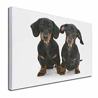 Cute Dachshund Dogs Canvas X-Large 30"x20" Wall Art Print