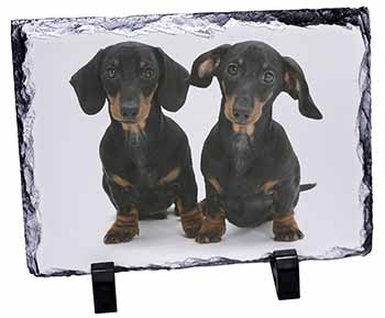Cute Dachshund Dogs, Stunning Photo Slate
