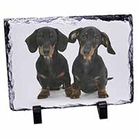 Cute Dachshund Dogs, Stunning Photo Slate