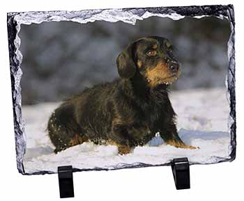 Long-Haired Dachshund Dog, Stunning Photo Slate