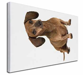 Cute Dachshund Dog Canvas X-Large 30"x20" Wall Art Print