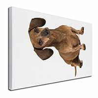 Cute Dachshund Dog Canvas X-Large 30"x20" Wall Art Print