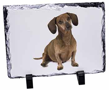 Cute Dachshund Dog, Stunning Photo Slate