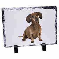 Cute Dachshund Dog, Stunning Photo Slate